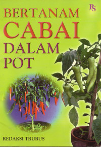 Bertanam Cabai Dalam Pot